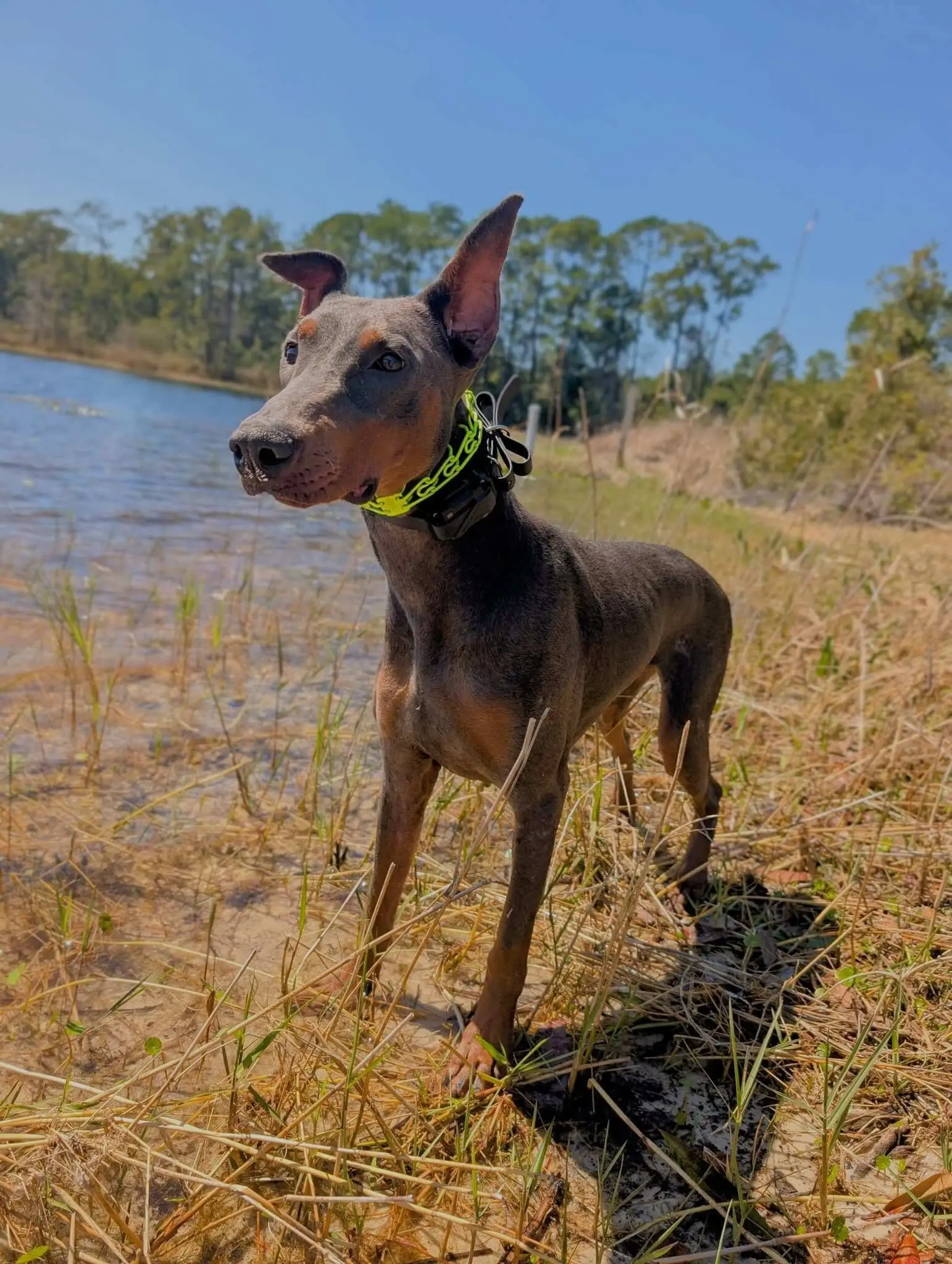 Original photo of a dog