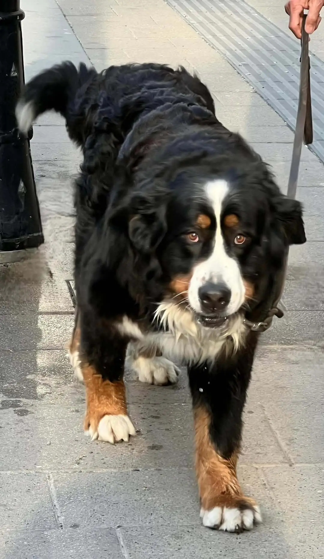 Original phone photo of a dog