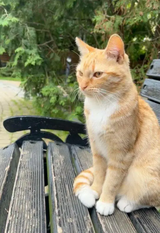 Original photo of a cat