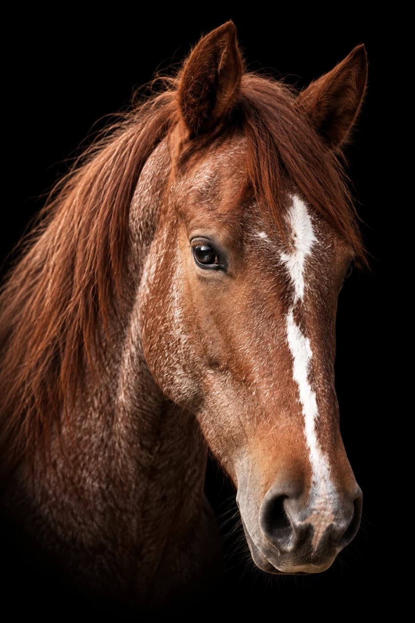 Spotlight